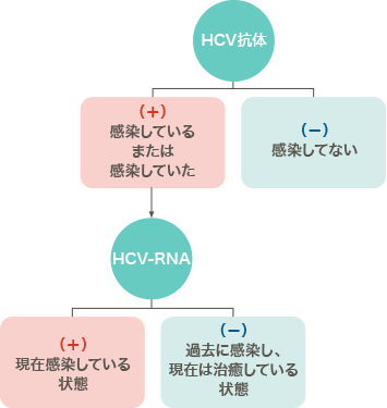 HCV抗体が陰性は感染していない、陽性で感染しているまたは感染していたことが分かる。HCV-RNA陽性は現在感染している状態、陰性は過去に感染したが現在は治癒している状態を示す。