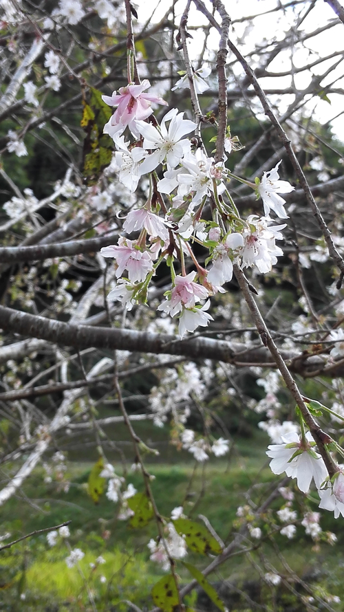11月桜.jpgのサムネイル画像